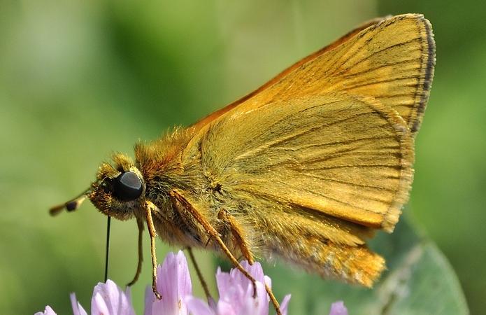 RECONNAITRE LES PAPILLONS | Le grand recensement des papillons de jardin